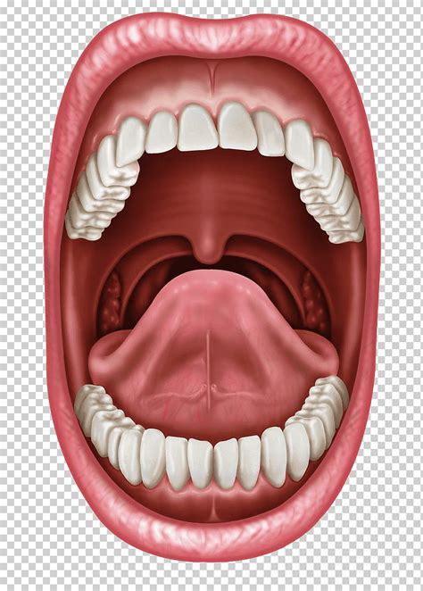 boca humana